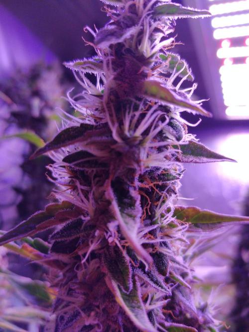 Der 2. Run ! .........die 2. !!!. Week 16