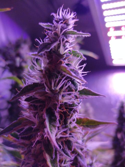 Der 2. Run ! .........die 2. !!!. Week 16