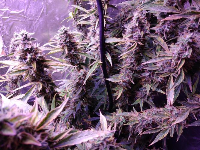 Der 2. Run ! .........die 2. !!!. Week 16