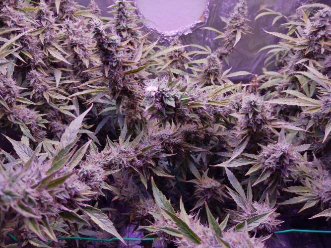 Der 2. Run ! .........die 2. !!!. Week 16