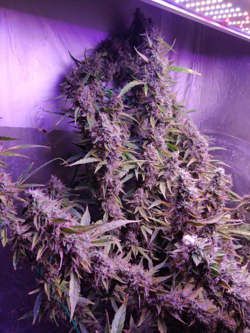 Der 2. Run ! .........die 2. !!!. Week 16