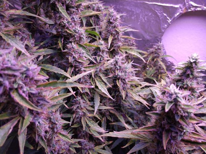 Der 2. Run ! .........die 2. !!!. Week 16