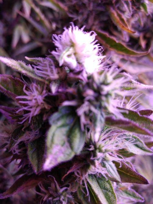 Der 2. Run ! .........die 2. !!!. Week 16