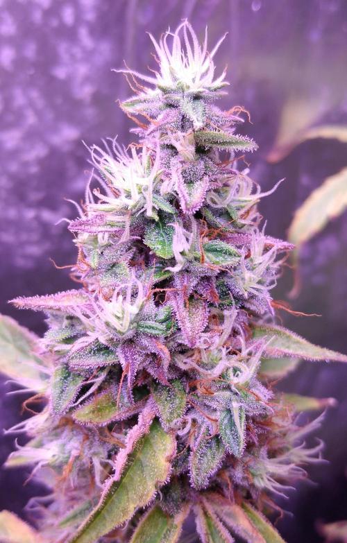 Der 2. Run ! .........die 2. !!!. Week 16