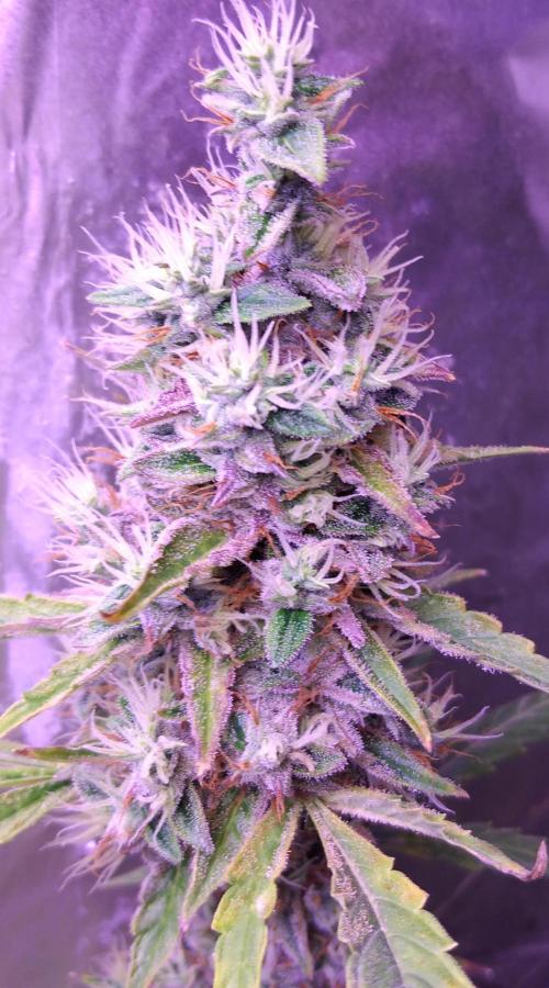 Der 2. Run ! .........die 2. !!!. Week 16