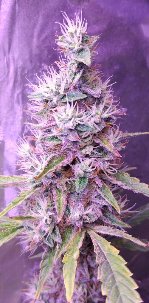 Der 2. Run ! .........die 2. !!!. Week 16