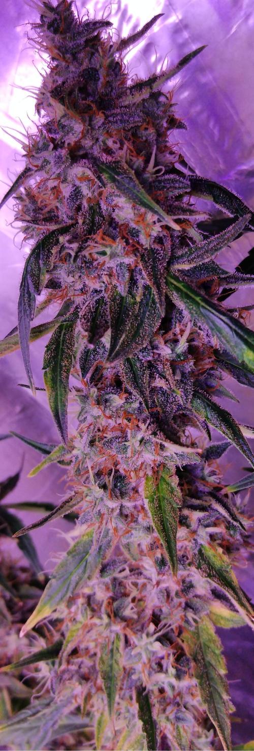 Der 2. Run ! .........die 2. !!!. Week 16