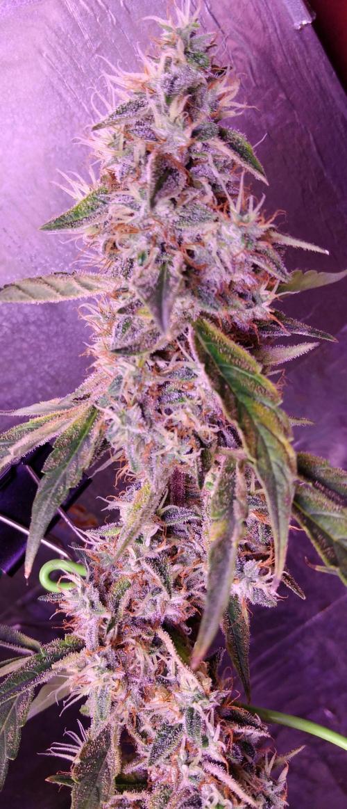 Der 2. Run ! .........die 2. !!!. Week 16