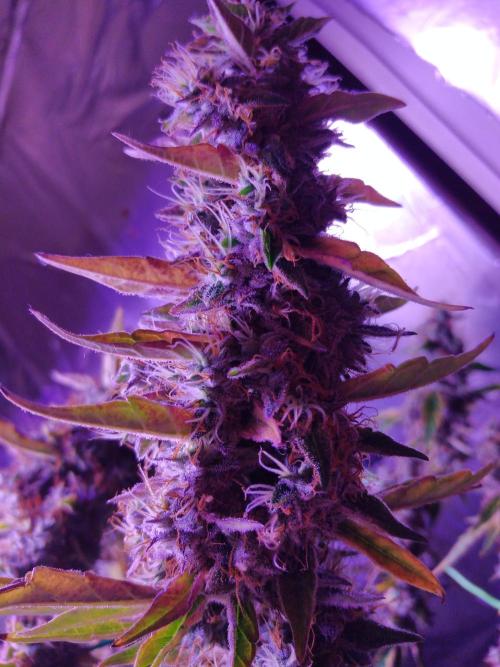 Der 2. Run ! .........die 2. !!!. Week 17