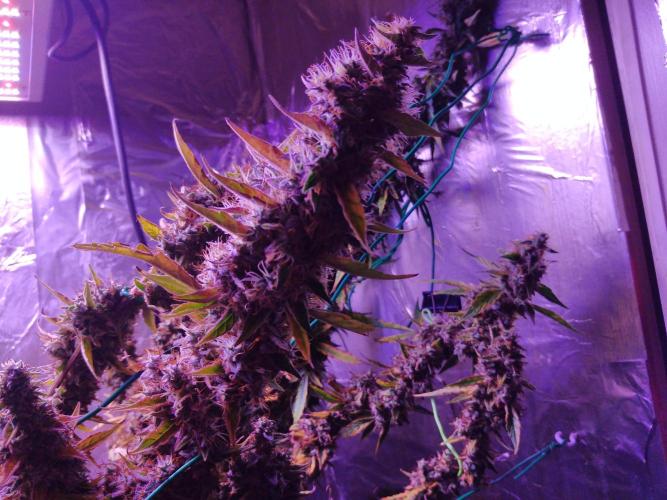 Der 2. Run ! .........die 2. !!!. Week 17