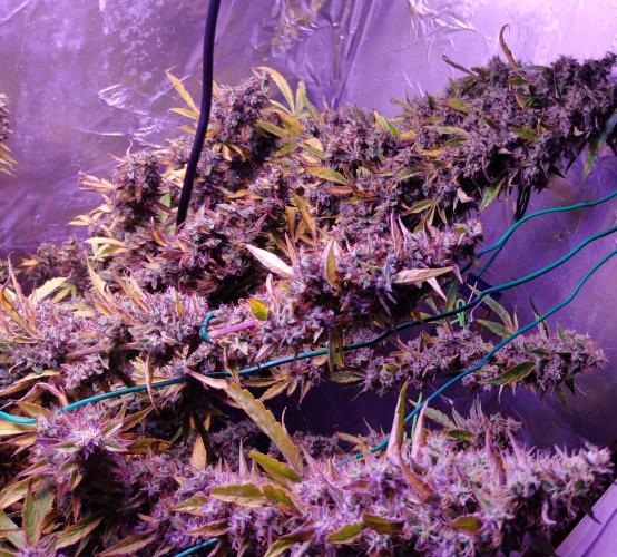 Der 2. Run ! .........die 2. !!!. Week 17