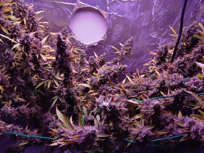 Der 2. Run ! .........die 2. !!!. Week 17