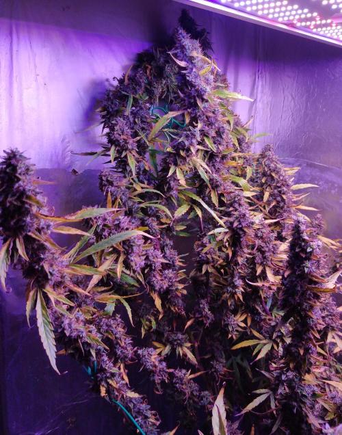 Der 2. Run ! .........die 2. !!!. Week 17