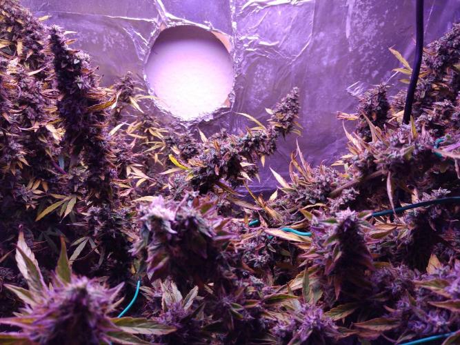 Der 2. Run ! .........die 2. !!!. Week 17