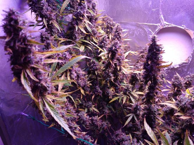 Der 2. Run ! .........die 2. !!!. Week 17