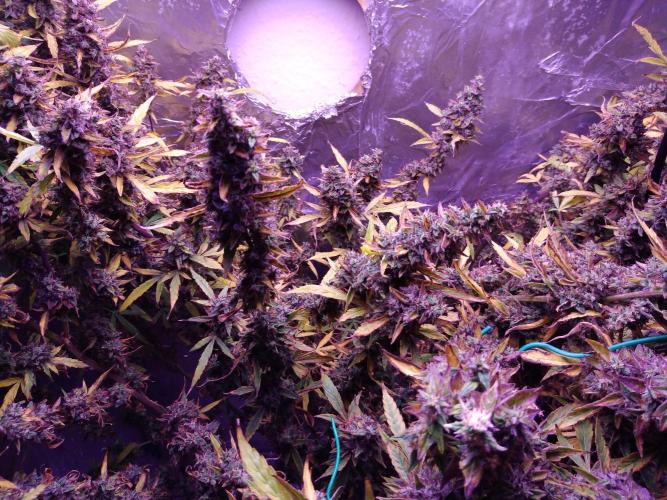 Der 2. Run ! .........die 2. !!!. Week 17