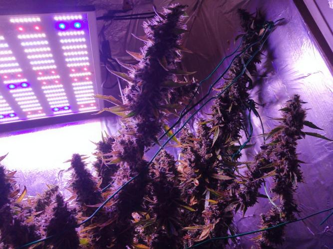 Der 2. Run ! .........die 2. !!!. Week 17