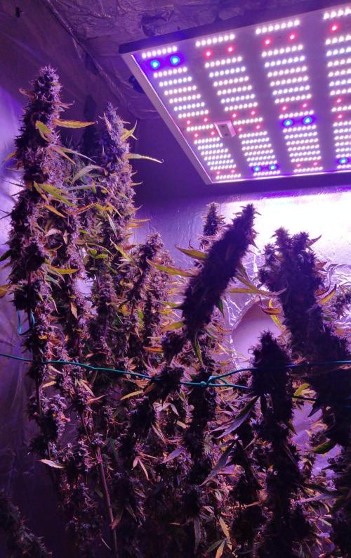 Der 2. Run ! .........die 2. !!!. Week 17