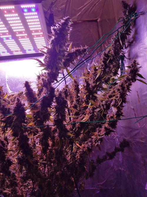 Der 2. Run ! .........die 2. !!!. Week 17