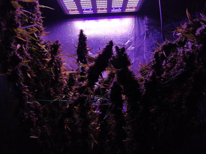 Der 2. Run ! .........die 2. !!!. Week 17