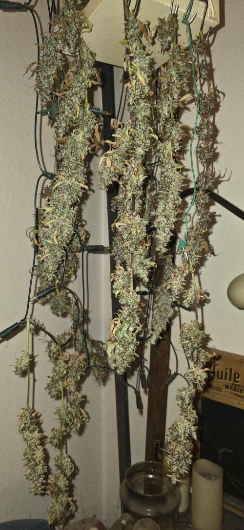 Der 2. Run ! .........die 2. !!!. Week 18