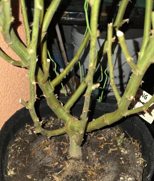 Der 2. Run ! .........die 2. !!!. Week 18