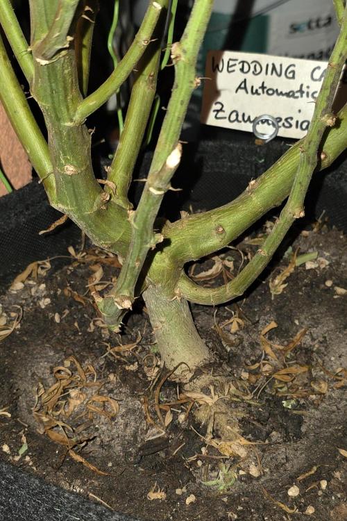 Der 2. Run ! .........die 2. !!!. Week 18