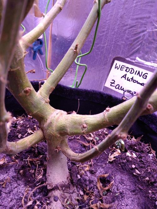 Der 2. Run ! .........die 2. !!!. Week 18