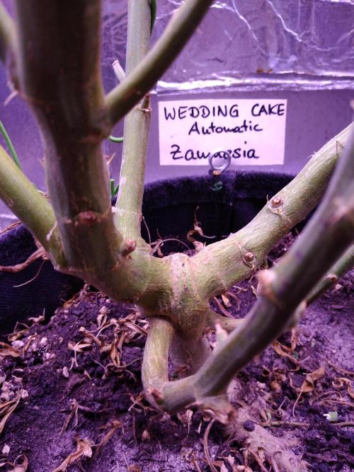 Der 2. Run ! .........die 2. !!!. Week 18