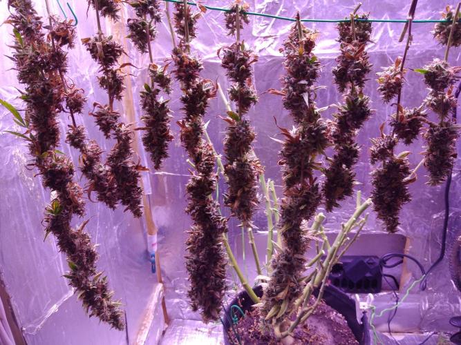 Der 2. Run ! .........die 2. !!!. Week 18