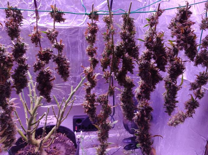 Der 2. Run ! .........die 2. !!!. Week 18