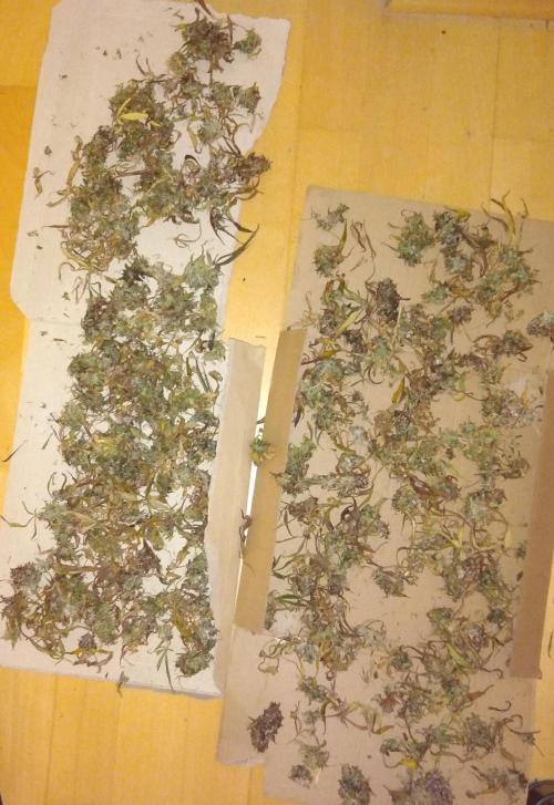 Der 2. Run ! .........die 2. !!!. Week 18