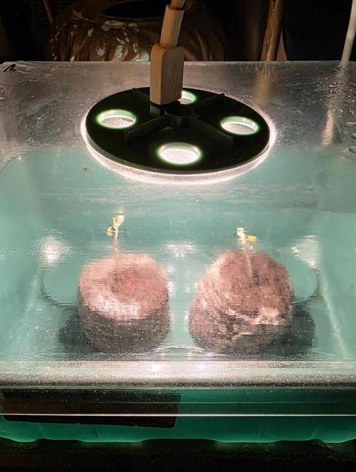 Der Klassiker !. Week 0