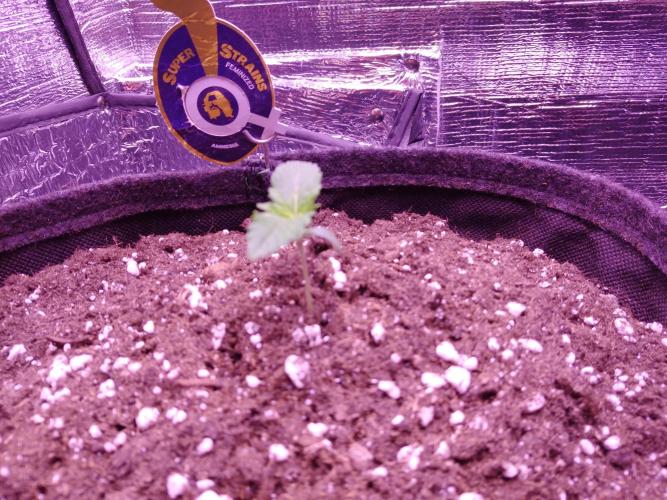 Der Klassiker !. Week 1