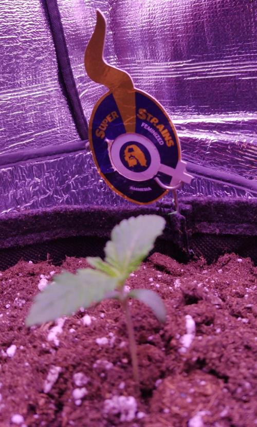 Der Klassiker !. Week 1