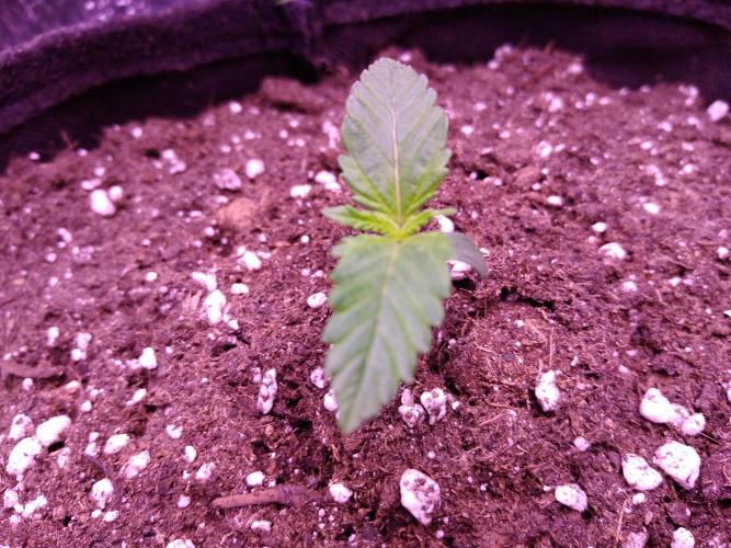 Der Klassiker !. Week 1