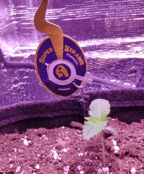 Der Klassiker !. Week 1