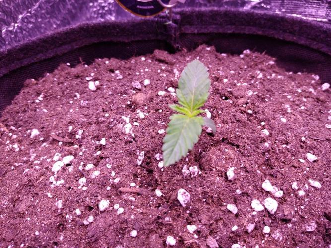 Der Klassiker !. Week 1