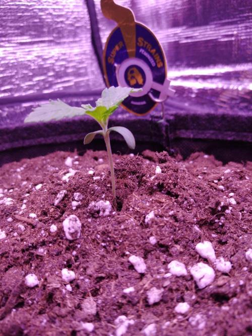 Der Klassiker !. Week 1