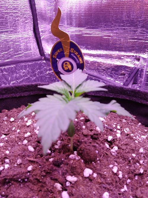 Der Klassiker !. Week 2