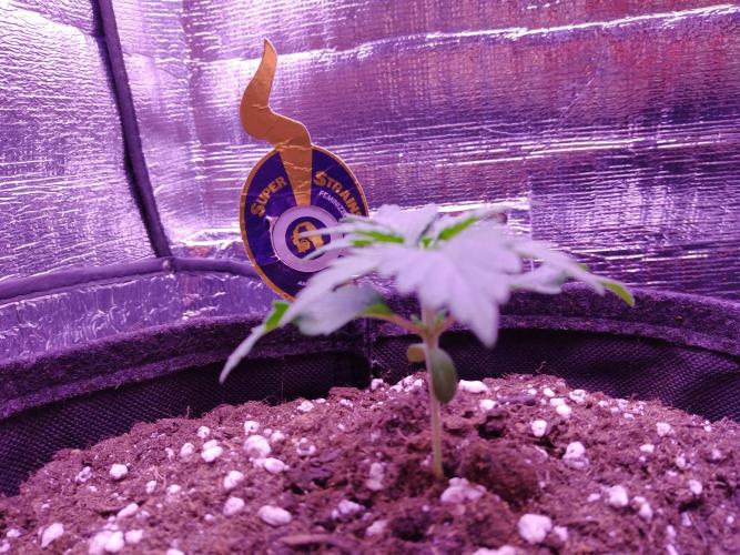 Der Klassiker !. Week 2