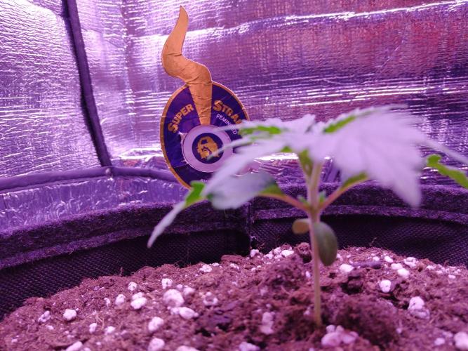 Der Klassiker !. Week 2