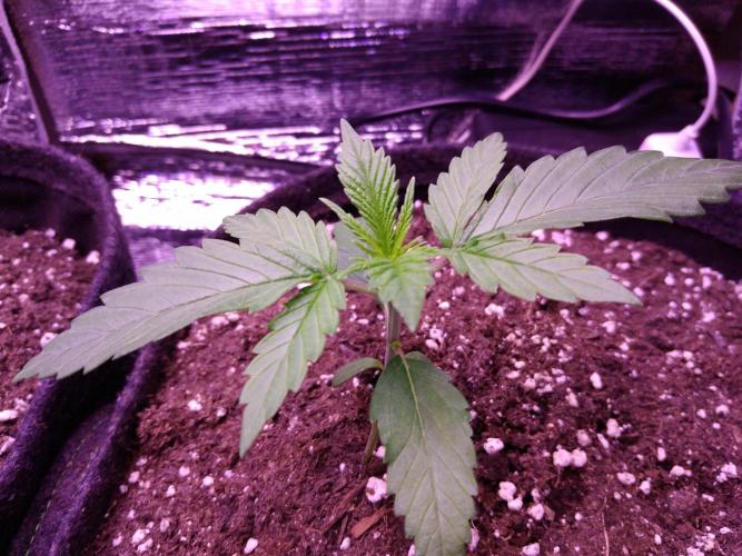 Crackers von Super Strains. Week 2