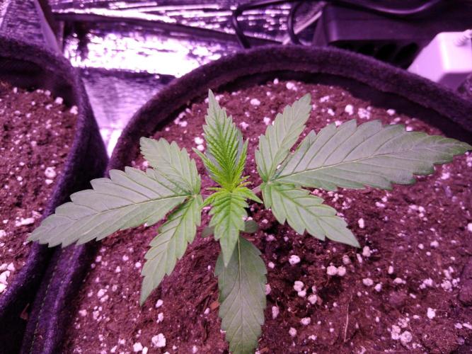 Crackers von Super Strains. Week 2