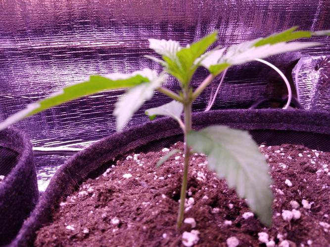 Crackers von Super Strains. Week 2