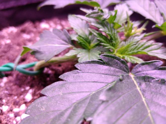 Der Klassiker !. Week 3