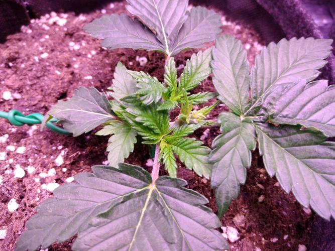 Der Klassiker !. Week 3