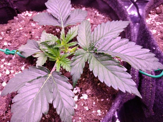 Der Klassiker !. Week 3