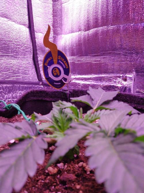 Der Klassiker !. Week 3