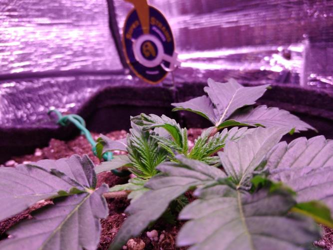 Der Klassiker !. Week 3